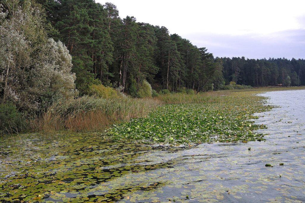 ''İlkbahar ve sonbahar gibi daha ılıman dönemlerin değerlendirilmesi, sıcak dönemlerin üzerindeki baskıyı azaltırken aynı zamanda turizm sektörünün ekonomik sürdürülebilirliğini ve yerel topluluklara katkısını güçlendirebilir. Bu dönüşüm, hem iklim krizine uyum sağlamak hem de rekabetçi ve dayanıklı destinasyonlar oluşturmak açısından yeni bir dönemin habercisi olabilir.'' (Fotoğraf: “Turkey (Bolu) Water lilies of Abant Lake” by Güldem Üstün, CC BY 2.0)