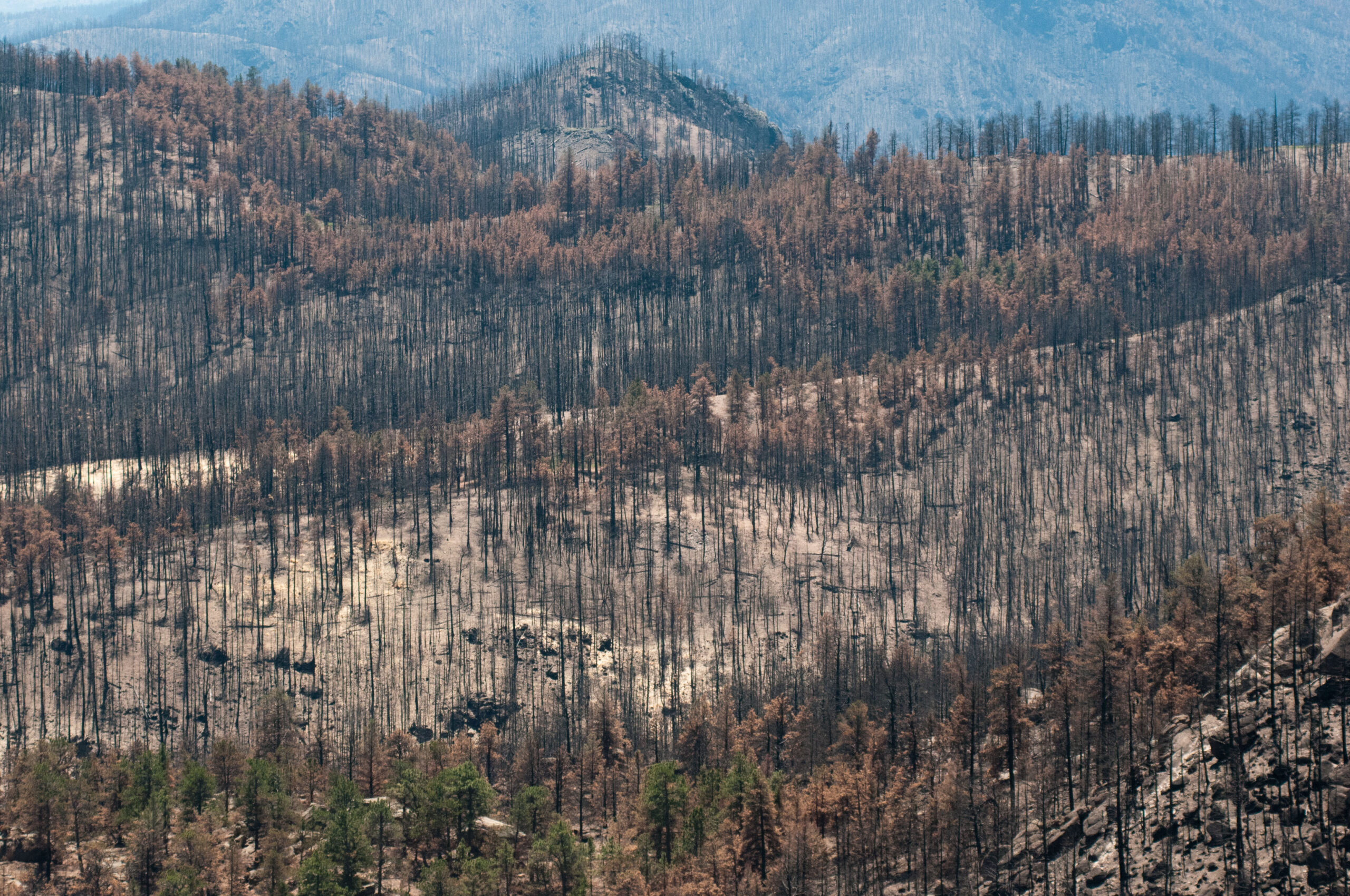''Yanmış dahi olsalar bu kütüklerin ekonomik değeri devam ettiği için orman yandıktan sonra dikime hazırlama işlemleri hızlıca başlatılıyor ve yanmış kütükler sahadan götürülüyor. Bunun sonucunda orman işletmeye bir hektardan yaklaşık 350 bin lira kâr kalıyor. Örneğin 10 bin hektar alan yanarsa işletmeye kalan kâr kabaca 86 milyon dolar oluyor.'' (Fotoğraf: “20120720-NRCS-LSC-0450” by U.S. Department of Agriculture, Public Domain Mark)