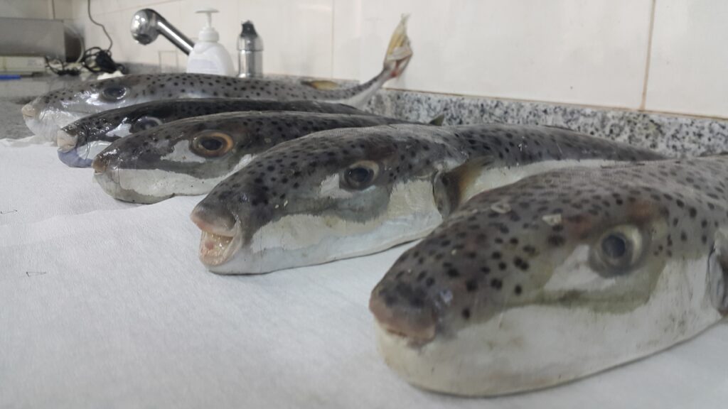 ''Benekli balon balığı, hem diş yapısı nedeniyle balıkçıların av malzemelerine verdiği zararlar hem de sebep olduğu zehirlenmeler nedeniyle, denizlerimizdeki balon balığı türleri arasında en çok tanınanı.'' (Fotoğraf: Ali Rıza Köşker)