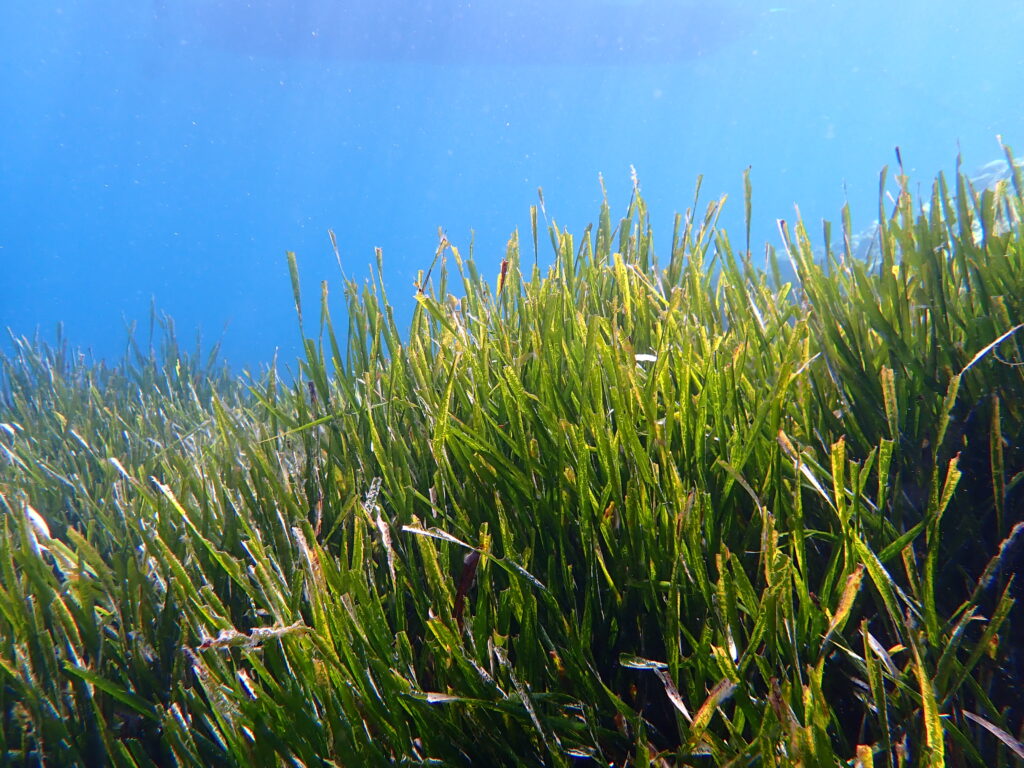 ''Deniz çayırı habitatlarının, 2031-2050 döneminde %6 ila 12, yüzyıl sonuna kadar ise yaklaşık %20 daralması bekleniyor. Bu gerilemenin başlıca nedenlerinden biri; sıklığı, uzunluğu ve şiddeti giderek artan denizel sıcak hava dalgaları.''