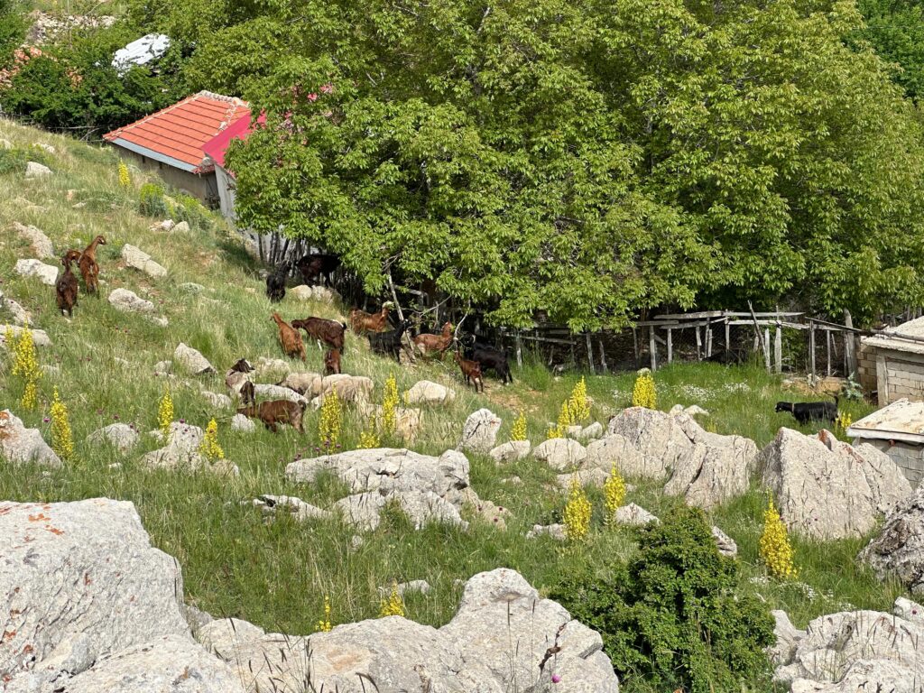 ''Geleneksel olarak yaylalar, yaz aylarında hayvancılık ve mevsimlik tarım için kullanılırken, katılımcılara göre artık öncelikle serinlemek için tercih ediliyor. Katılımcılar; tarım ve hayvancılığın büyük ölçüde geride kaldığını, artık yaylalara sıcaktan kaçmak için çıkıldığını aktarıyor.''